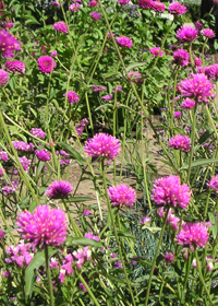 Gomphrena 'Fireworks'